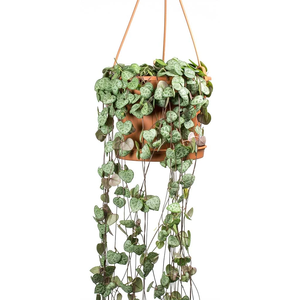 Ceropegia Woodii - String Of Hearts 18 Ceropegia Woodii - String Of Hearts - Image 16