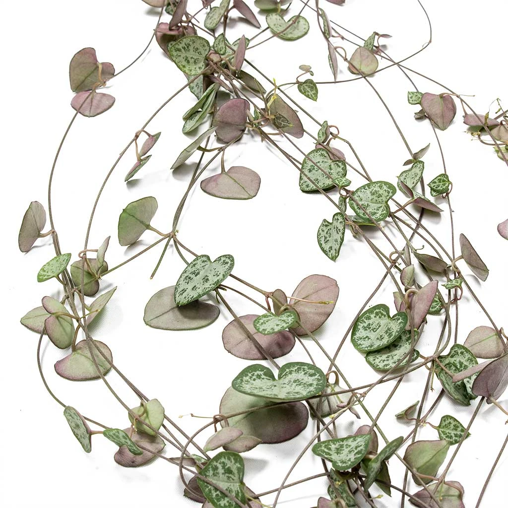 Ceropegia Woodii - String Of Hearts 4 Ceropegia Woodii - String Of Hearts - Image 2