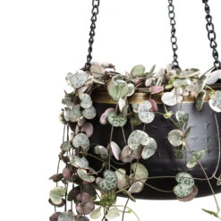 Sahara Hanging Plant Pot - Slate 13 Sahara Hanging Plant Pot - Slate -Plant Promotion Store Ceropegia woodii Variegated 14x30cm Sahara Hanging Pot Slate 19x12cm 2 1