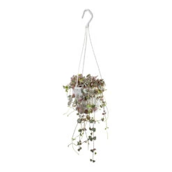 Ceropegia Woodii - Variegated String Of Hearts 18 Ceropegia Woodii - Variegated String Of Hearts -Plant Promotion Store Ceropegia woodii Variegated String of Hearts 14x30cm 7fc8443e dac8 4e3f af47 47b752611c9e