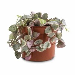 Ceropegia Woodii - Variegated String Of Hearts 15 Ceropegia Woodii - Variegated String Of Hearts -Plant Promotion Store Ceropegia woodii Variegated String of Hearts 8x20cm no hanger