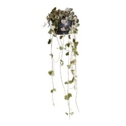 Ceropegia Woodii - Variegated String Of Hearts 14 Ceropegia Woodii - Variegated String Of Hearts -Plant Promotion Store Ceropegia woodii variegata Variegated String of Hearts