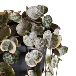 Ceropegia Woodii - Variegated String Of Hearts 16 Ceropegia Woodii - Variegated String Of Hearts -Plant Promotion Store Ceropegia woodii variegata Variegated String of Hearts 4