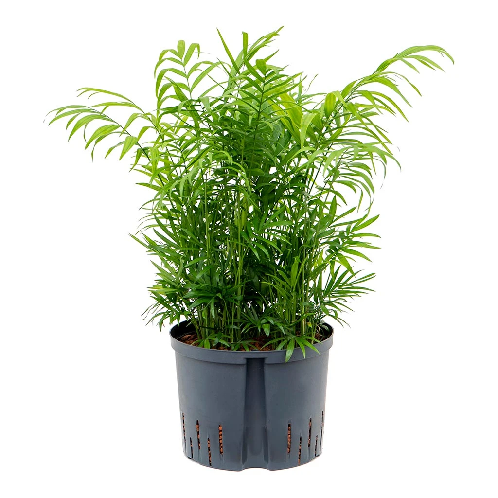 Chamaedorea Elegans - Parlour Palm - HydroCare 7 Chamaedorea Elegans - Parlour Palm - HydroCare - Image 5