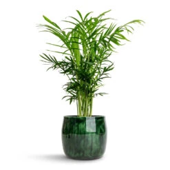 Chamaedorea Elegans - Parlour Palm 28 Chamaedorea Elegans - Parlour Palm -Plant Promotion Store Chamaedorea elegans Parlour Palm 12x40cm Babet Plant Pot Pine 14x12cm 211ca432 2bba 43e8 ae87 5202a799ac8f