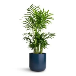 Chamaedorea Elegans - Parlour Palm 37 Chamaedorea Elegans - Parlour Palm -Plant Promotion Store Chamaedorea elegans Parlour Palm 14x50cm Lisbon Plant Pot Navy 15x15cm
