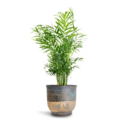 Chamaedorea Elegans - Parlour Palm 40 Chamaedorea Elegans - Parlour Palm -Plant Promotion Store Chamaedorea elegans Parlour Palm 17x60cm Aico Plant Pot Shiny Blue 22x20cm