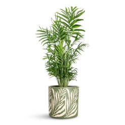 Chamaedorea Elegans - Parlour Palm 38 Chamaedorea Elegans - Parlour Palm -Plant Promotion Store Chamaedorea elegans Parlour Palm 17x60cm Leaf Pot Green 20x18cm