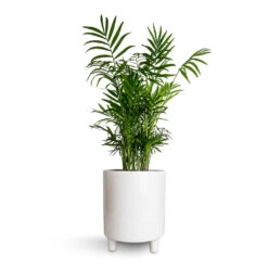 Chamaedorea Elegans - Parlour Palm 39 Chamaedorea Elegans - Parlour Palm -Plant Promotion Store Chamaedorea elegans Parlour Palm 17x60cm Pisa Plant Pot White 20x24cm e2dda9b6 b2ae 4379 832c 2dc91dc0b660