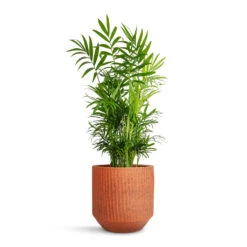 Chamaedorea Elegans - Parlour Palm 32 Chamaedorea Elegans - Parlour Palm -Plant Promotion Store Chamaedorea elegans Parlour Palm 17x60cm Solento Plant Pot Terracotta Speckle 20x18.5cm 1f1891d5 eb6f 4880 b47a 75d52531487a