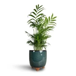 Chamaedorea Elegans - Parlour Palm 30 Chamaedorea Elegans - Parlour Palm -Plant Promotion Store Chamaedorea elegans Parlour Palm 17x70cm Kaat Plant Pot Petrol 20x20cm