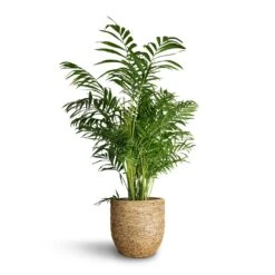 Chamaedorea Elegans - Parlour Palm 25 Chamaedorea Elegans - Parlour Palm -Plant Promotion Store Chamaedorea elegans Parlour Palm 20x100cm Cody Plant Pot Straw Grass 27x26cm