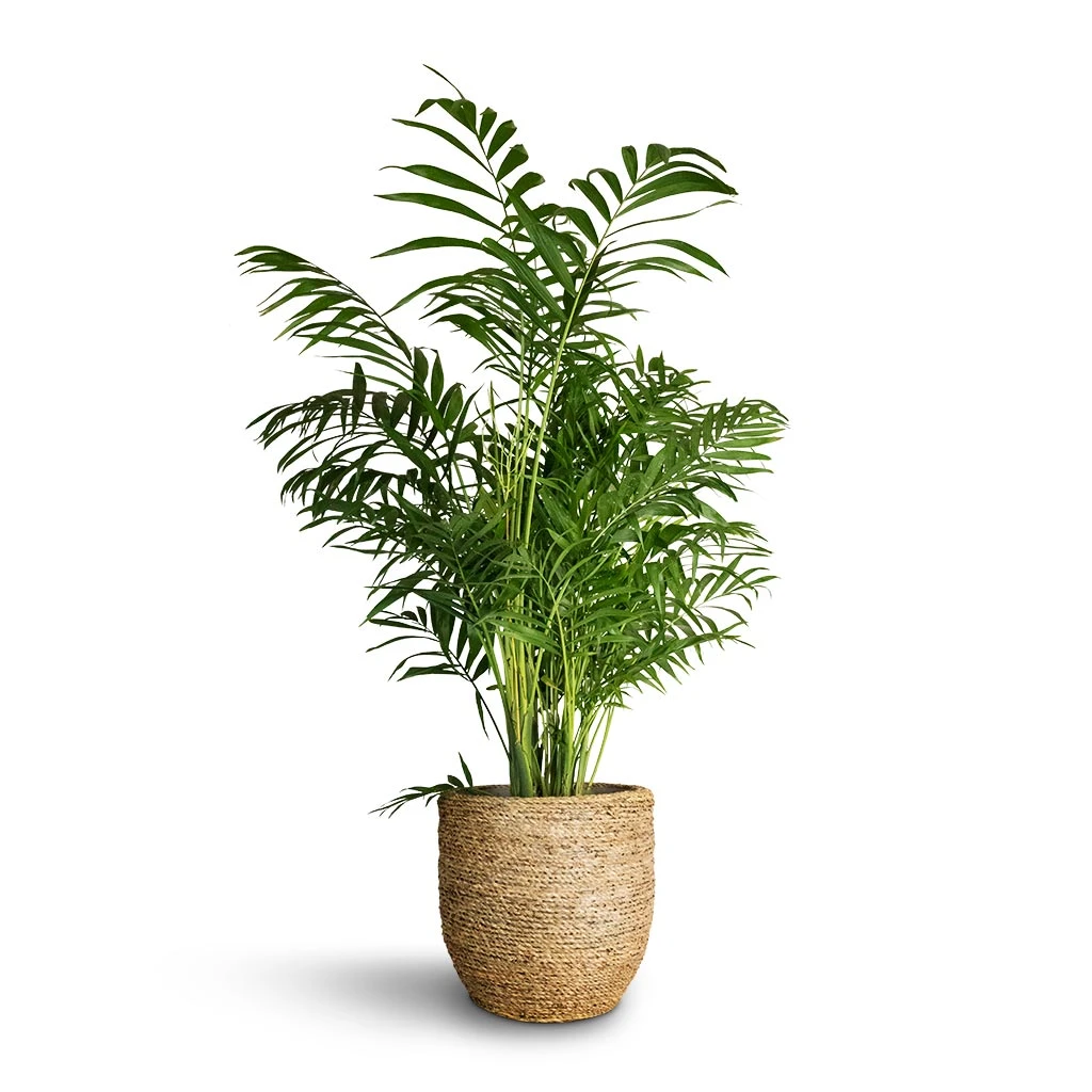 Cody Plant Pot - Straw Grass 11 Cody Plant Pot - Straw Grass - Image 9
