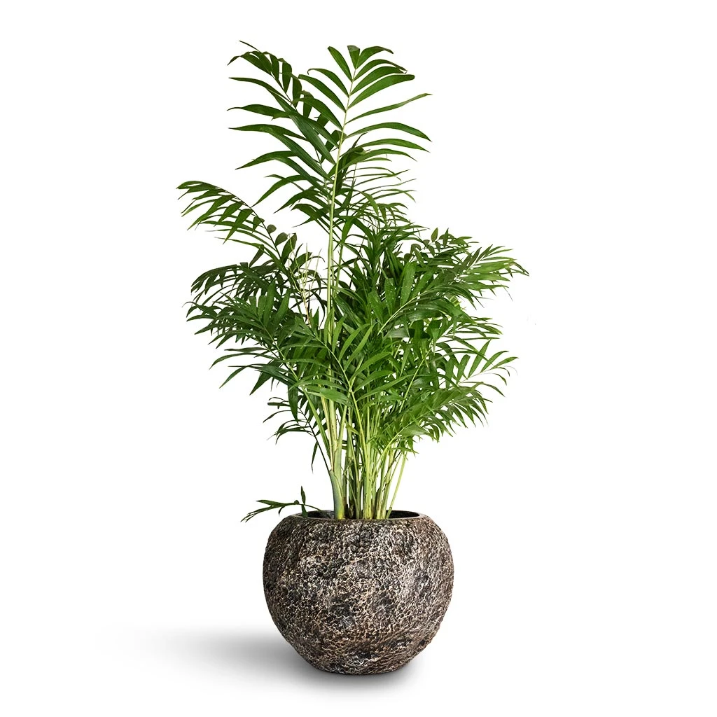 Luxe Lite Moon Globe Planter - Bronze 11 Luxe Lite Moon Globe Planter - Bronze - Image 9