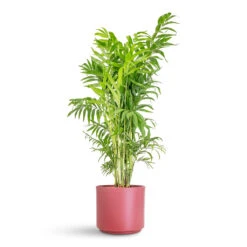 Chamaedorea Elegans - Parlour Palm 27 Chamaedorea Elegans - Parlour Palm -Plant Promotion Store Chamaedorea elegans Parlour Palm 20x100cm Prague Pot Rose 22x19.5cm