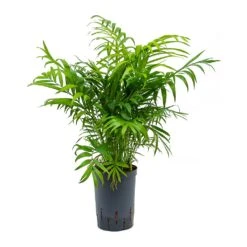 Chamaedorea Elegans - Parlour Palm - HydroCare 11 Chamaedorea Elegans - Parlour Palm - HydroCare -Plant Promotion Store Chamaedorea elegans Parlour Palm Hydroculture 15 19x65cm