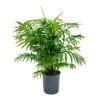 Chamaedorea Elegans - Parlour Palm - HydroCare 2 Chamaedorea Elegans - Parlour Palm - HydroCare -Plant Promotion Store Chamaedorea elegans Parlour Palm Hydroculture Indoor Plant Large