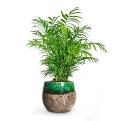 Chamaedorea Elegans - Parlour Palm 41 Chamaedorea Elegans - Parlour Palm -Plant Promotion Store Chamaedorea elegans Parlour Palm Lindy Plant Pot Green