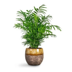 Chamaedorea Elegans - Parlour Palm 29 Chamaedorea Elegans - Parlour Palm -Plant Promotion Store Chamaedorea elegans Parlour Palm Lindy Plant Pot Ochre 6442324a 81b2 48a5 9505 33a2bb230c35
