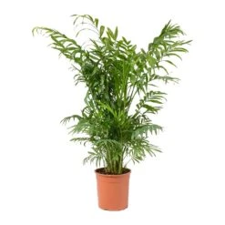 Chamaedorea Elegans - Parlour Palm 26 Chamaedorea Elegans - Parlour Palm -Plant Promotion Store Chamaedorea elegans Parlour Palm Medium