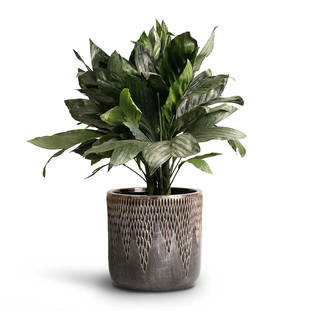 Luxe Lite Comet Cylinder Planter - Bronze 4 Luxe Lite Comet Cylinder Planter - Bronze - Image 2