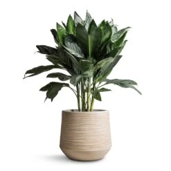 Dune Darcy Planter - Oat 19 Dune Darcy Planter - Oat -Plant Promotion Store Chamaedorea metallica Metallic Palm 21x70cm Dune Darcy Planter Oat 30x26cm bd14912e a3de 42bf a8cb bcbd604a8a38