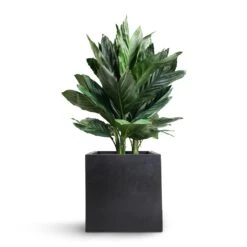 Chamaedorea Metallica - Metallic Palm -Plant Promotion Store Chamaedorea metallica Metallic Palm 21x70cm Fleur Natural Planter Black 25x25x25cm 8311e1ea a579 4e27 834e 581f83897cb4