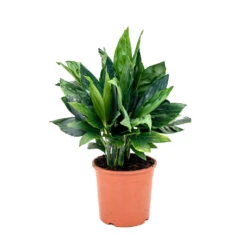 Chamaedorea Metallica - Metallic Palm -Plant Promotion Store Chamaedorea metallica Metallic Palm