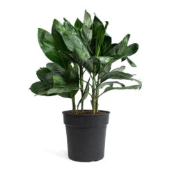Chamaedorea Metallica - Metallic Palm -Plant Promotion Store Chamaedorea metallica Metallic Palm 27cm