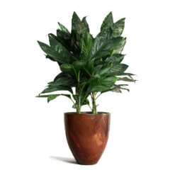 Chamaedorea Metallica - Metallic Palm -Plant Promotion Store Chamaedorea metallica Metallic Palm Livin Beauty Flowerpot Copper Matt Smooth