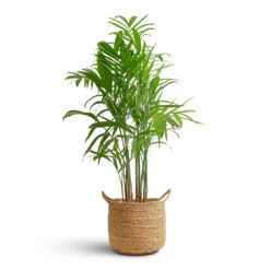 Nelis Plant Basket - Natural 23 Nelis Plant Basket - Natural -Plant Promotion Store Chamaedorea seifrizii Bamboo Palm 21x100cm Nelis Plant Basket Natural 28x27cm