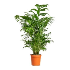 Chamaedorea Seifrizii - Bamboo Palm 20 Chamaedorea Seifrizii - Bamboo Palm -Plant Promotion Store Chamaedorea seifrizii Bamboo Palm 21x80cm