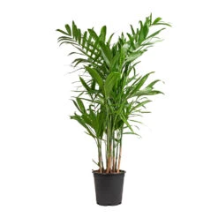 Chamaedorea Seifrizii - Bamboo Palm 16 Chamaedorea Seifrizii - Bamboo Palm -Plant Promotion Store Chamaedorea seifrizii Bamboo Palm 21x80cm 5547