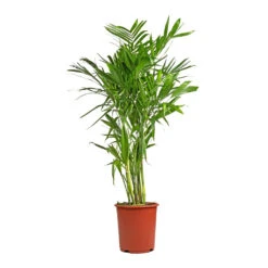 Chamaedorea Seifrizii - Bamboo Palm 18 Chamaedorea Seifrizii - Bamboo Palm -Plant Promotion Store Chamaedorea seifrizii Bamboo Palm 27x140cm 5552