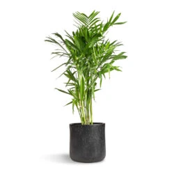 Raindrop Round Planter - Anthracite 14 Raindrop Round Planter - Anthracite -Plant Promotion Store Chamaedorea seifrizii Bamboo Palm 27x140cm Raindrop Round Planter Anthracite 34x32cm 5555