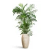 Chamaedorea Seifrizii - Bamboo Palm -Plant Promotion Store Chamaedorea seifrizii Bamboo Palm 27x150cm Dune Emperor Planter Oat 37x60cm