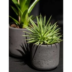Charlie Plant Pot - Black Washed -Plant Promotion Store Charlie Plant Pot Black Washed Houseplants