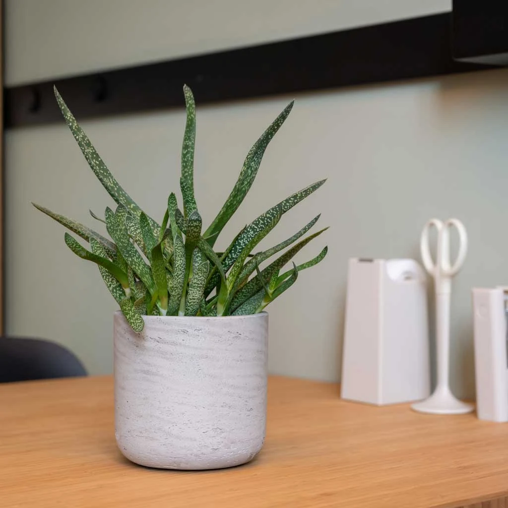 Charlie Plant Pot - Grey Washed 10 Charlie Plant Pot - Grey Washed - Image 8