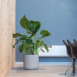 Charlie Plant Pot - Grey Washed 38 Charlie Plant Pot - Grey Washed -Plant Promotion Store Charlie Plant Pot Grey Washed Large Houseplant