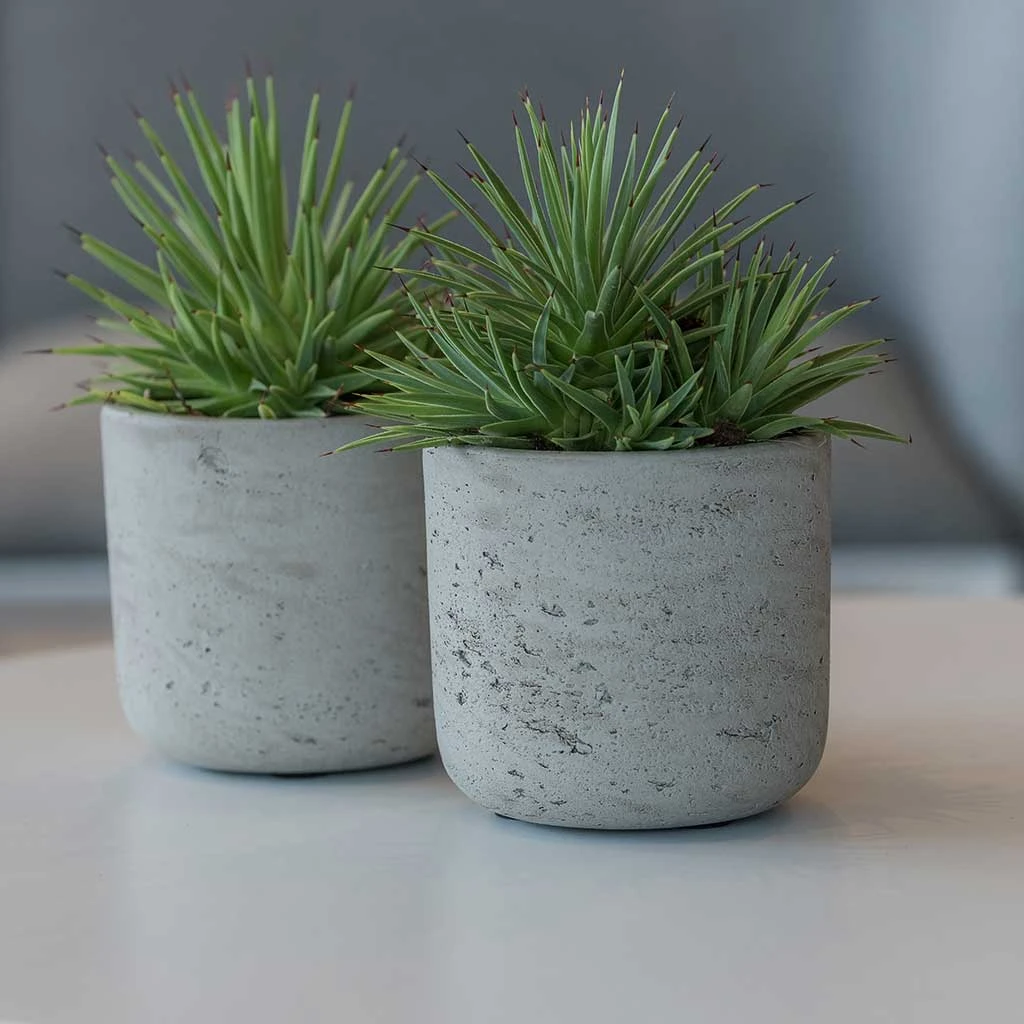 Charlie Plant Pot - Grey Washed 11 Charlie Plant Pot - Grey Washed - Image 9