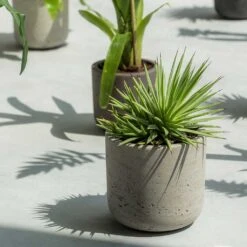 Charlie Plant Pot - Grey Washed 36 Charlie Plant Pot - Grey Washed -Plant Promotion Store Charlie Plant Pot Grey Washed Succulent