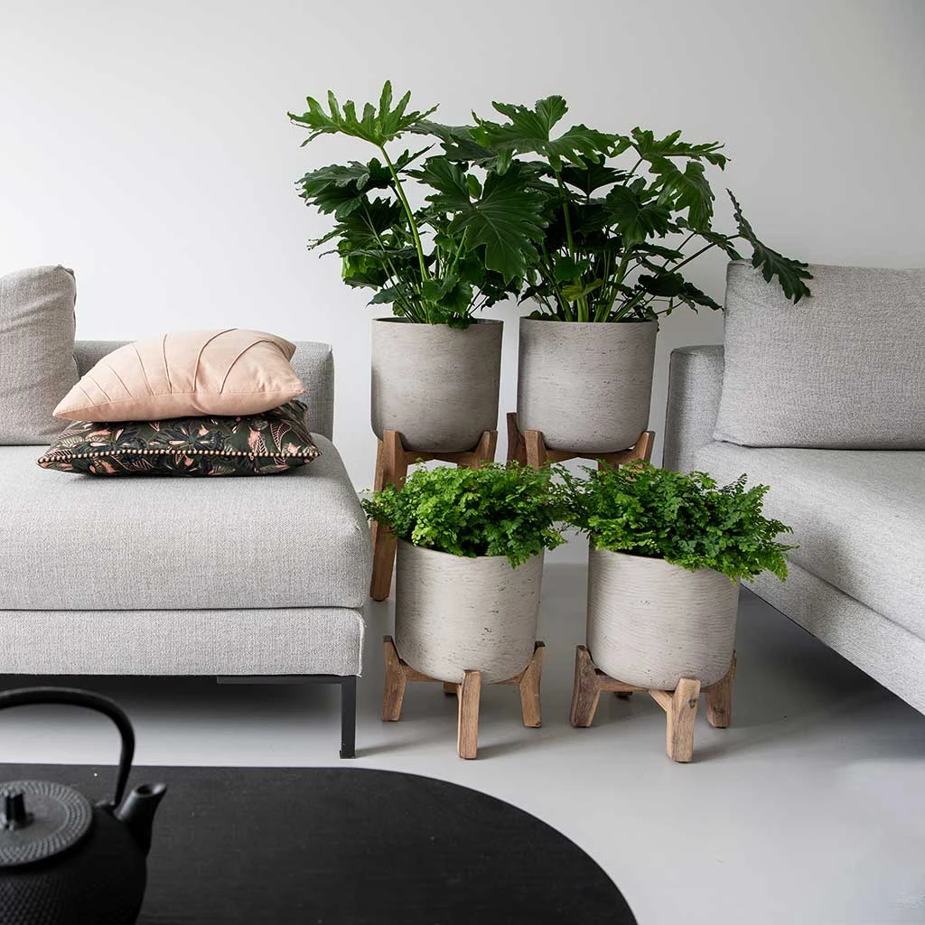 Charlie Plant Pot - Low Stand - Grey Washed 6 Charlie Plant Pot - Low Stand - Grey Washed - Image 4