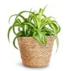 Chlorophytum Bonnie - Curly Spider Plant