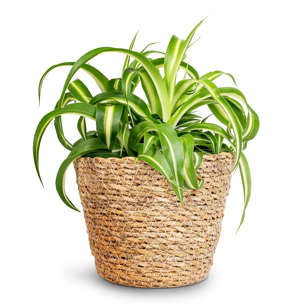 Chlorophytum Bonnie - Curly Spider Plant 3 Chlorophytum Bonnie - Curly Spider Plant