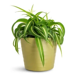 Chlorophytum Bonnie - Curly Spider Plant 25 Chlorophytum Bonnie - Curly Spider Plant -Plant Promotion Store Chlorophytum Bonnie 12x25cm Oslo Pot Olive 13x10.5cm