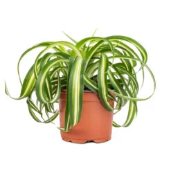 Chlorophytum Bonnie - Curly Spider Plant 26 Chlorophytum Bonnie - Curly Spider Plant -Plant Promotion Store Chlorophytum Bonnie Curly Spider Plant 12x25cm 2