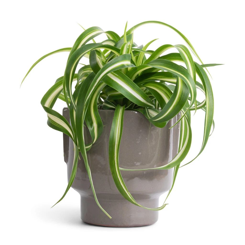 Chlorophytum Bonnie - Curly Spider Plant 16 Chlorophytum Bonnie - Curly Spider Plant - Image 14