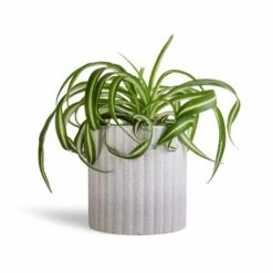 Azalea Ribbed Plant Pot - Speckled Grey Stone 16 Azalea Ribbed Plant Pot - Speckled Grey Stone -Plant Promotion Store Chlorophytum Bonnie Curly Spider Plant 12x25cm Azalea Ribbed Plant Pot Speckled Grey Stone 15x15cm
