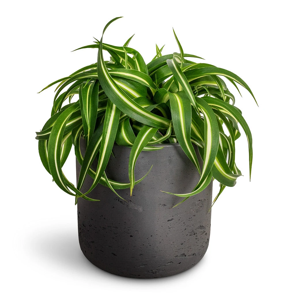 Chlorophytum Bonnie - Curly Spider Plant 5 Chlorophytum Bonnie - Curly Spider Plant - Image 3