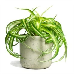 Chlorophytum Bonnie - Curly Spider Plant 36 Chlorophytum Bonnie - Curly Spider Plant -Plant Promotion Store Chlorophytum Bonnie Curly Spider Plant 12x25cm Charlie Plant Pot Grey Washed 15x15cm